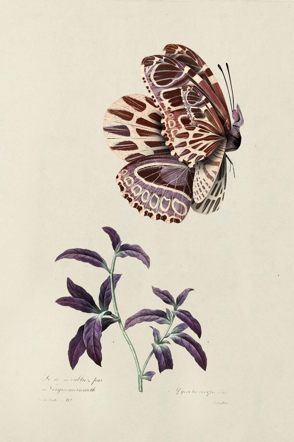 Mimic_Moth_moth-medium-two-thirds