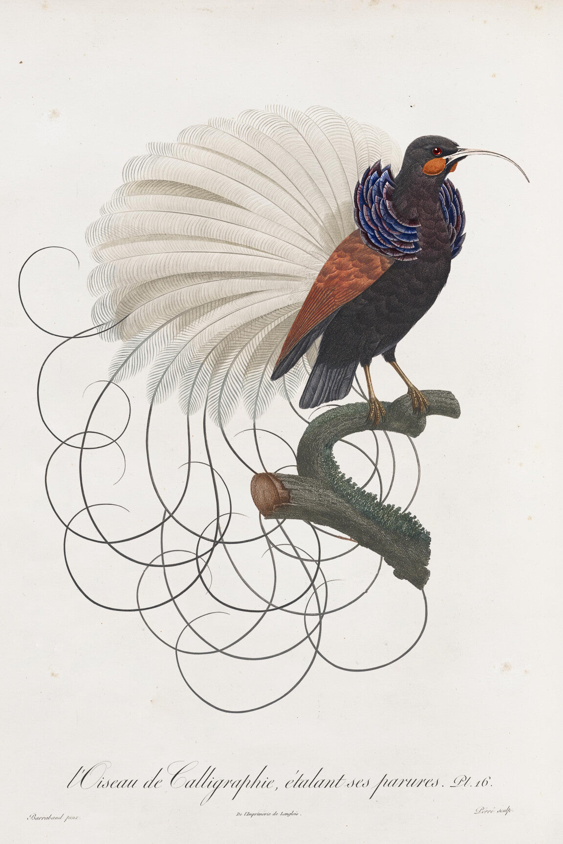 calligraphy_bird_drawing-medium-two-thirds