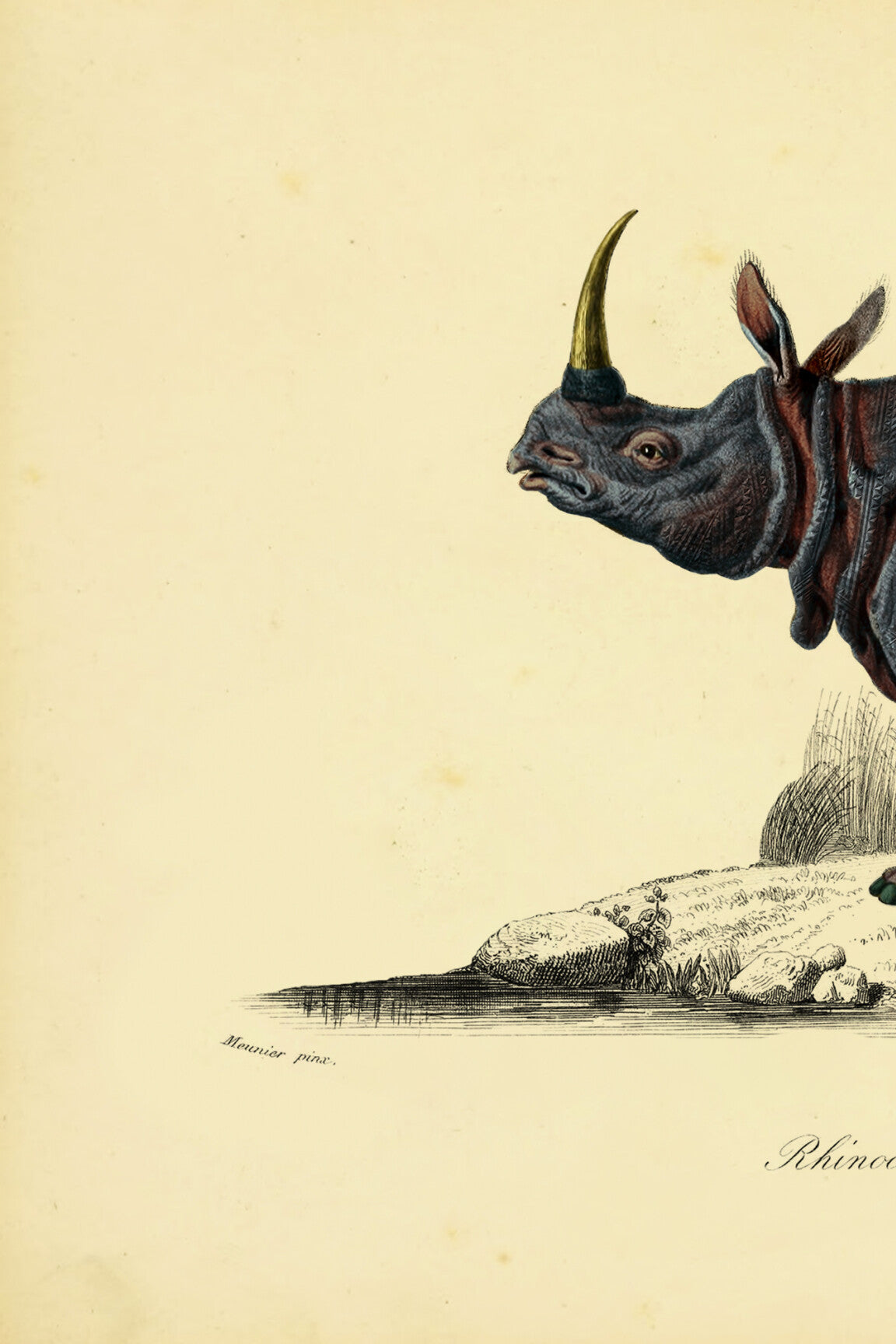 dwarf_rhino_drawing-medium-two-thirds