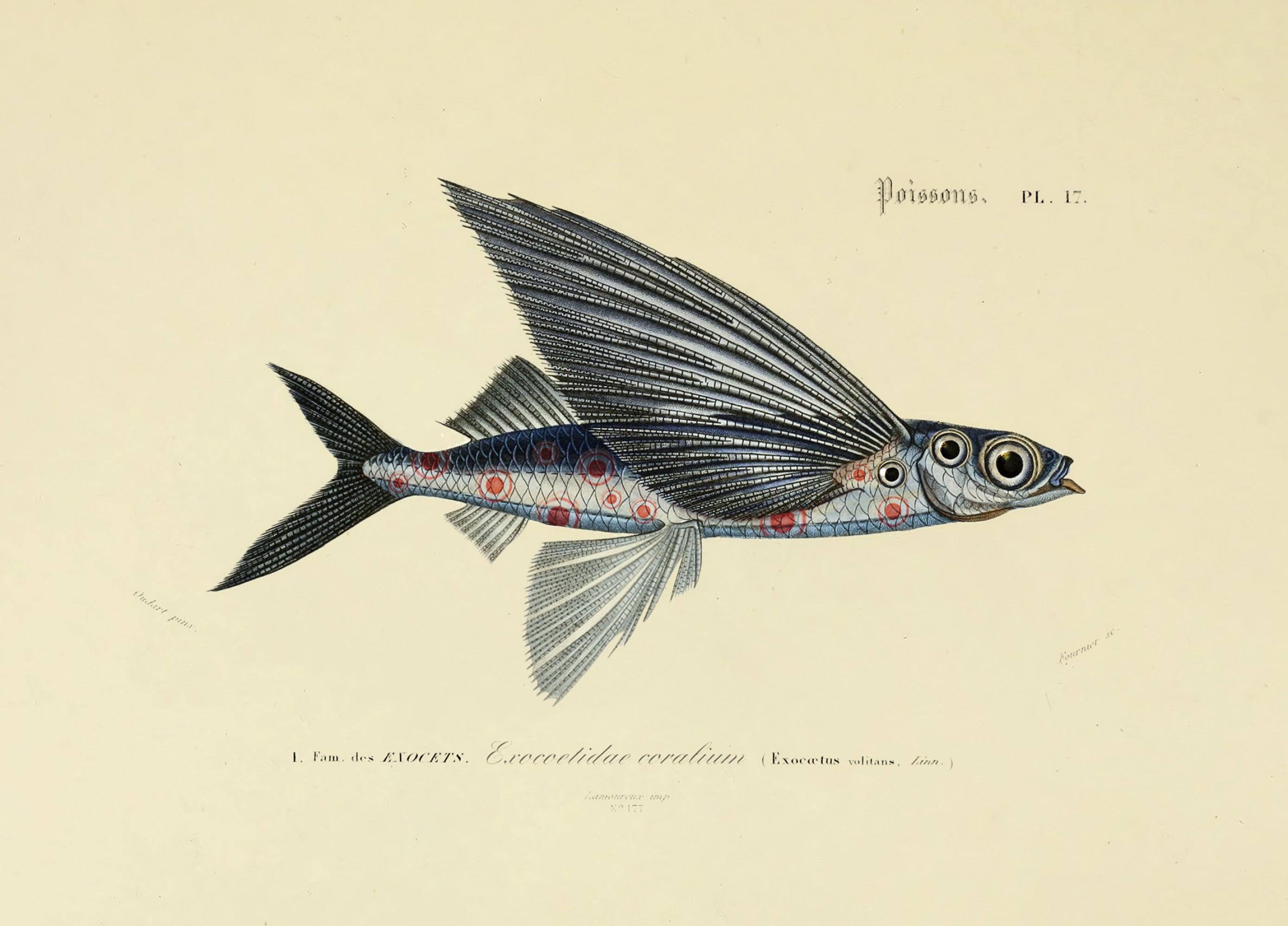 flying_coral_fish_drawing-fullscreen