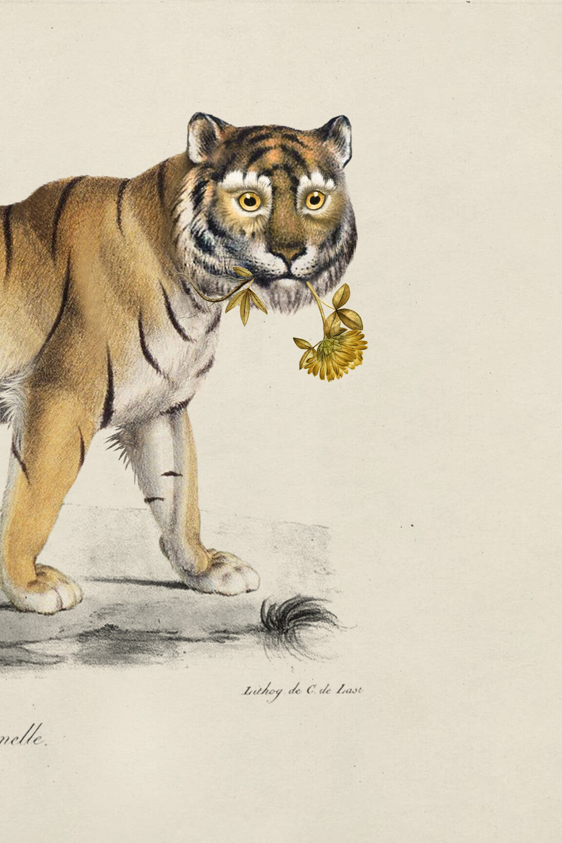 Tiger_3-medium-two-thirds