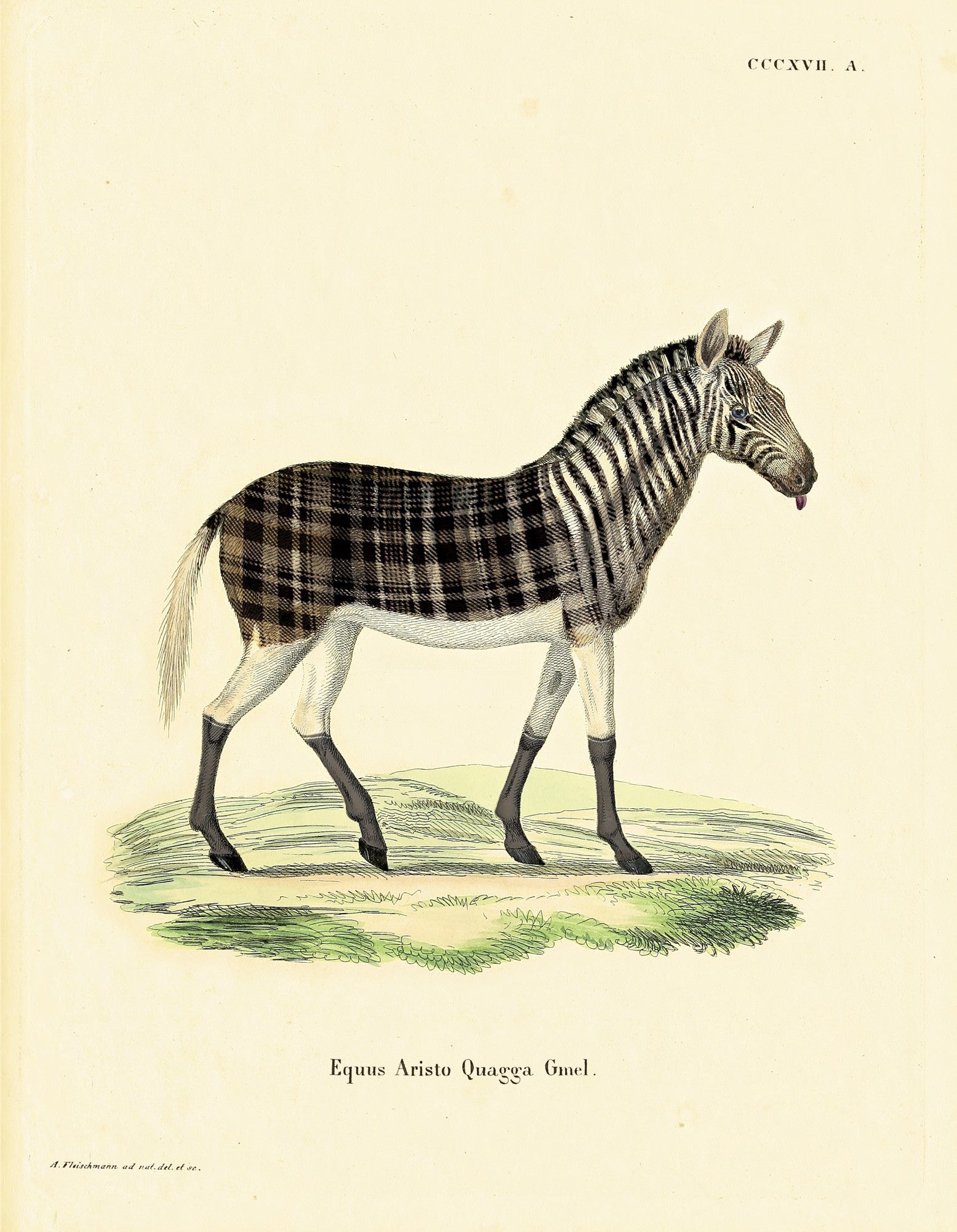 aristo_quagga_drawing-fullscreen