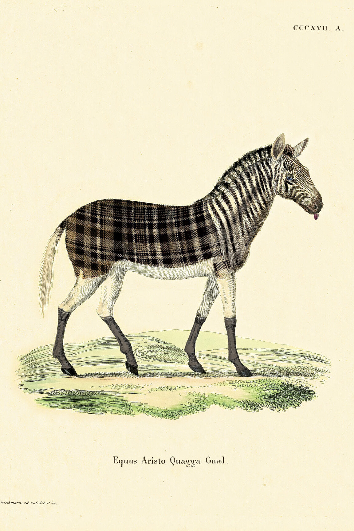 aristo_quagga_drawing-medium-two-thirds