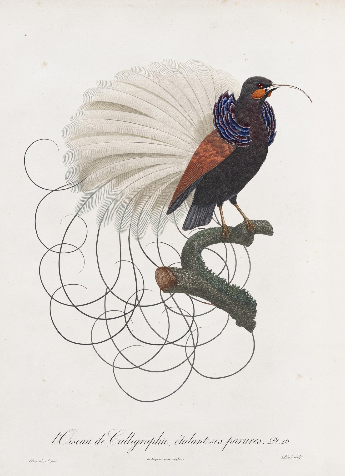 calligraphy_bird_drawing-fullscreen