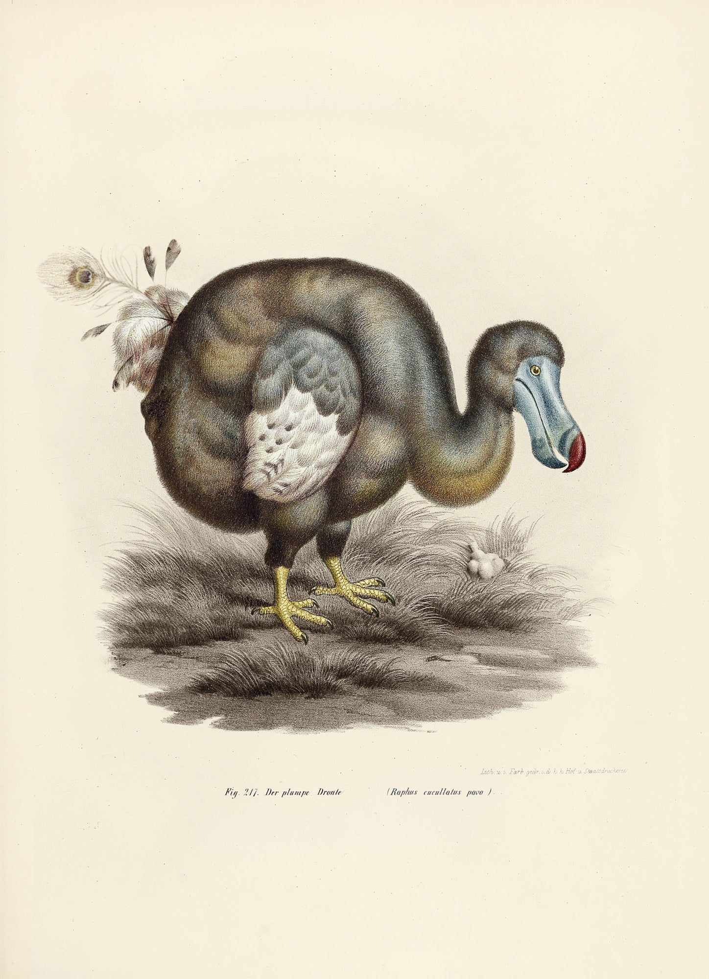 dodo_pavone_drawing-fullscreen