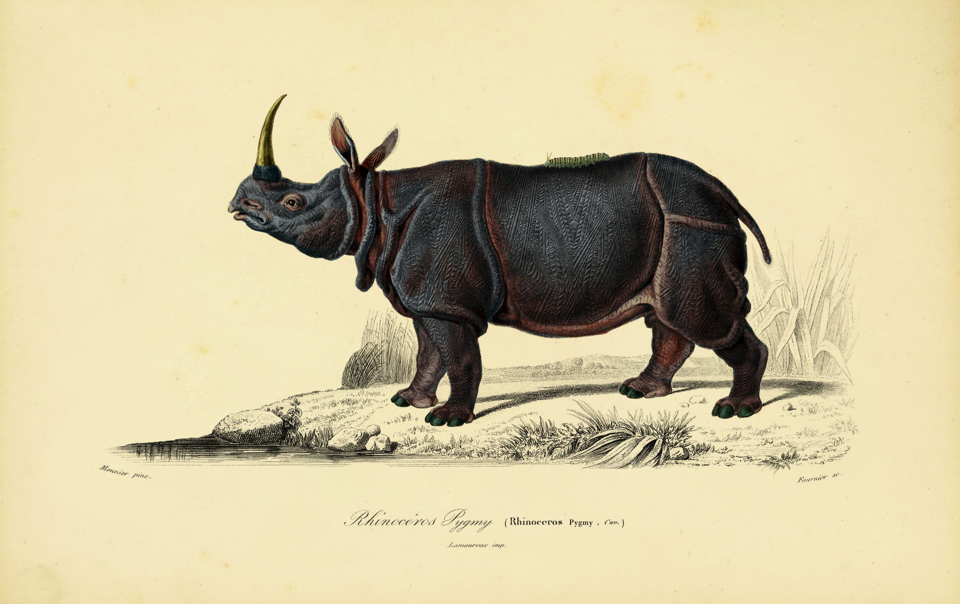 dwarf_rhino_drawing-fullscreen