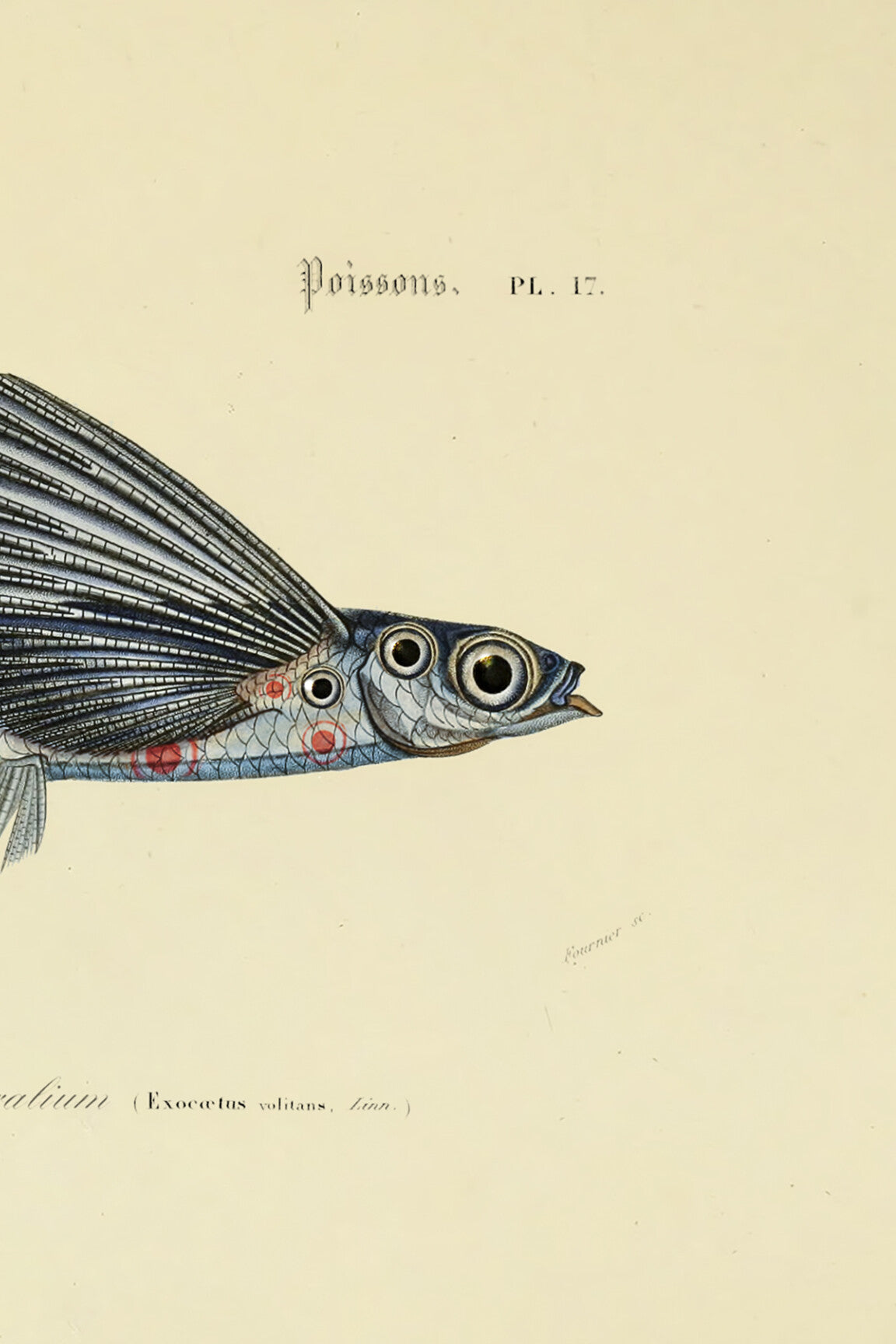 flying_coral_fish_drawing-medium-two-thirds