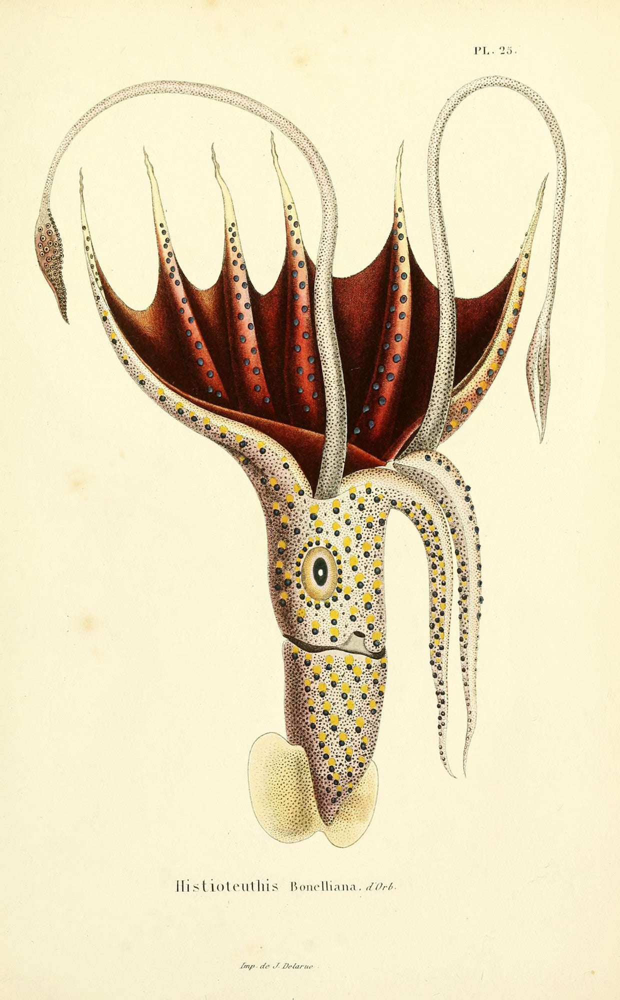 umbrella_squid_drawing-fullscreen