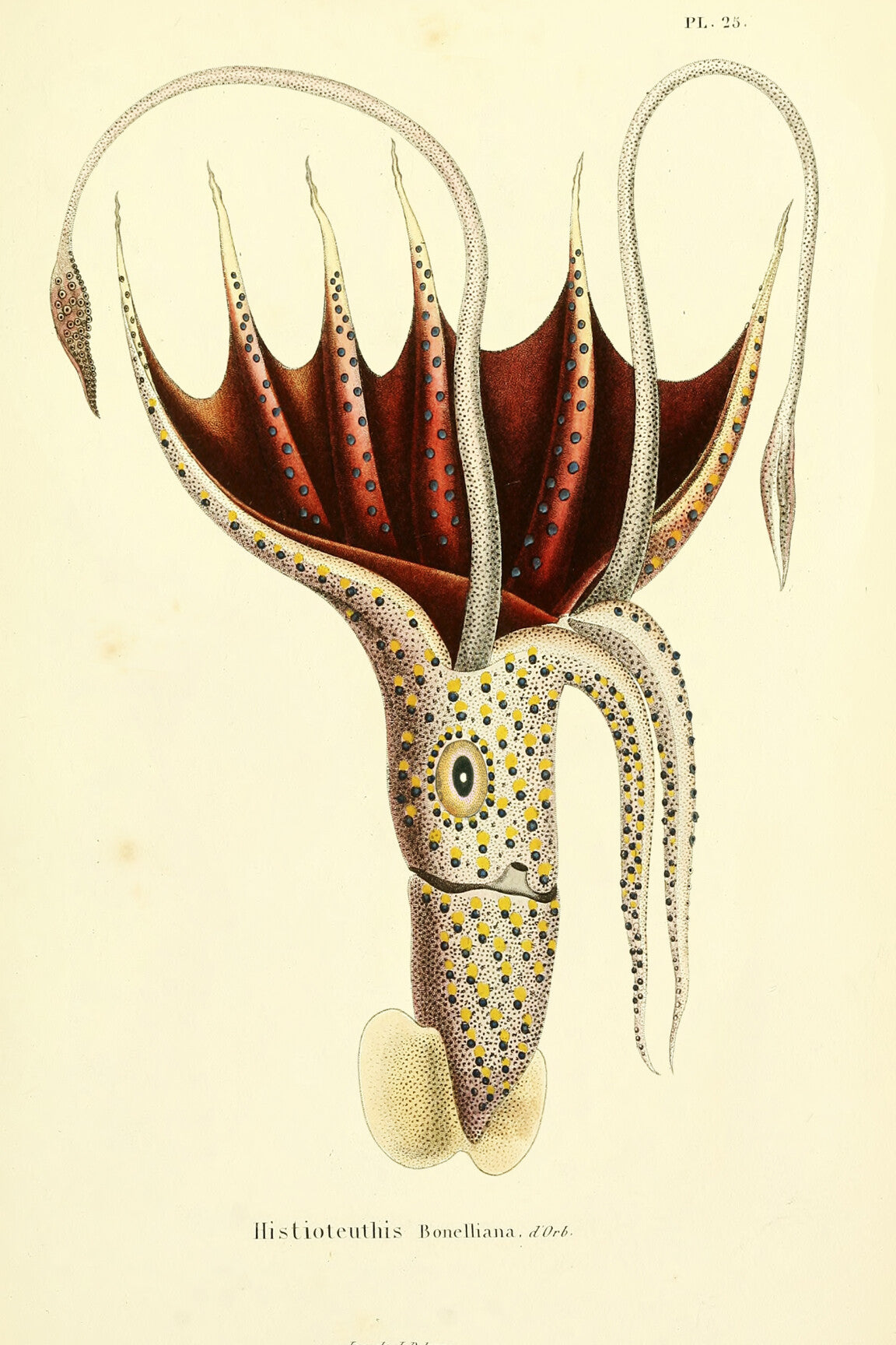 umbrella_squid_drawing-medium-two-thirds
