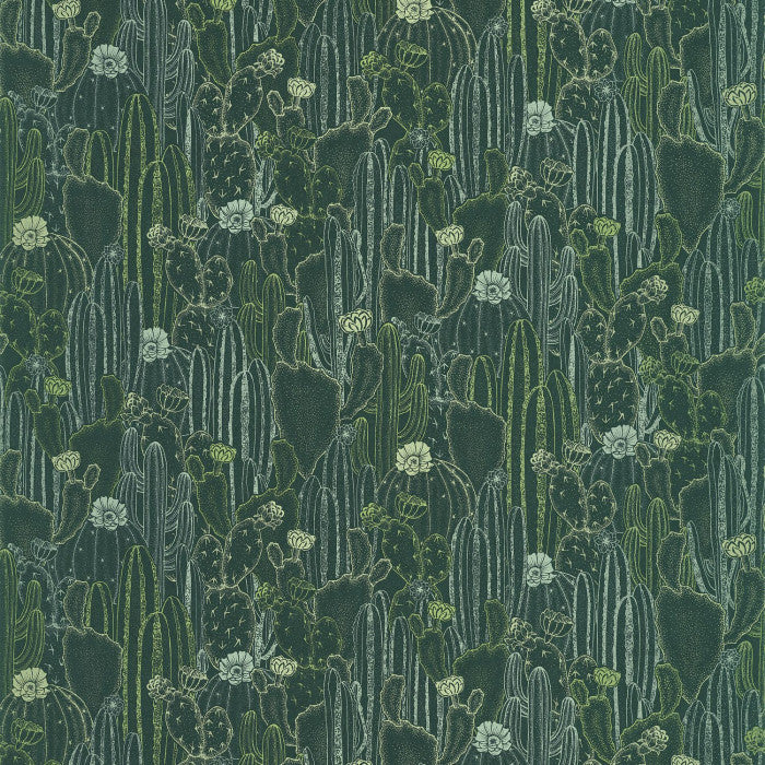 BOTANICA BOTANICA CACTACEAE