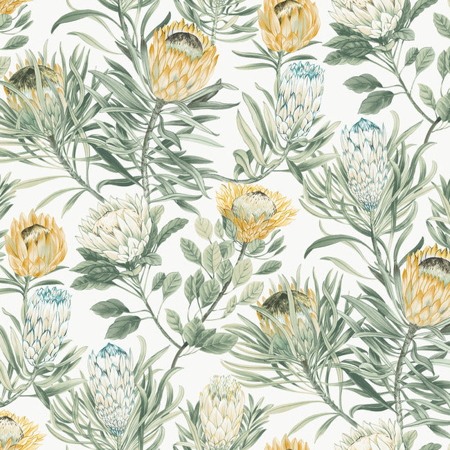 BLOOMS SECOND EDITION PROTEA WALLPAPER
